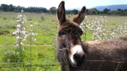 (2014-04) - 20 - Vacances en Corse - Porto-Vecchio et Figari